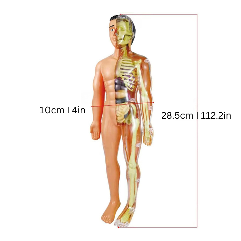 AnatoLearn Human Anatomy Interactive Educational Body Model Toy for Kids